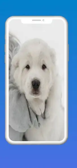 Play Kangal Dog Wallpaper 2023 HD as an online game Kangal Dog Wallpaper 2023 HD with UptoPlay