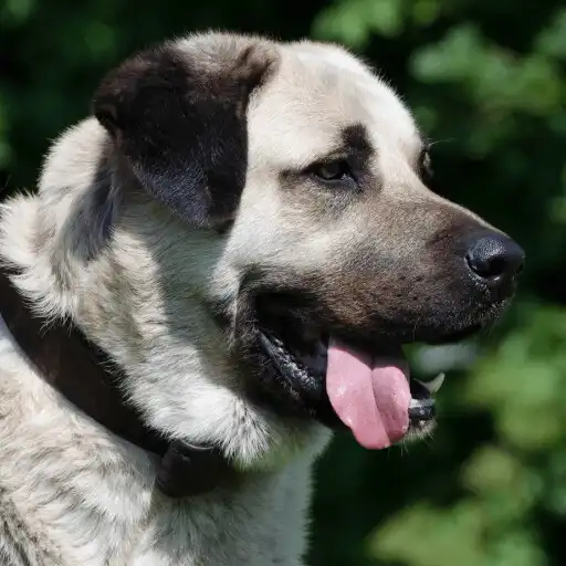Play Kangal Dog Wallpapers 2023 HD APK
