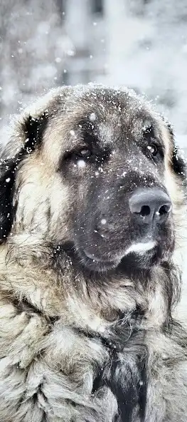 Play Kangal Dog Wallpapers 2023 HD  and enjoy Kangal Dog Wallpapers 2023 HD with UptoPlay