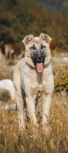 Play Kangal Dog Wallpapers 2023 HD as an online game Kangal Dog Wallpapers 2023 HD with UptoPlay