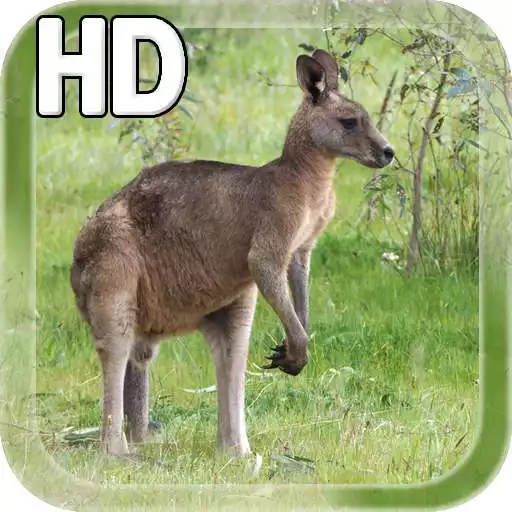 Free play online Kangaroo Australia LWP APK