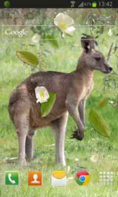 Play Kangaroo Australia LWP