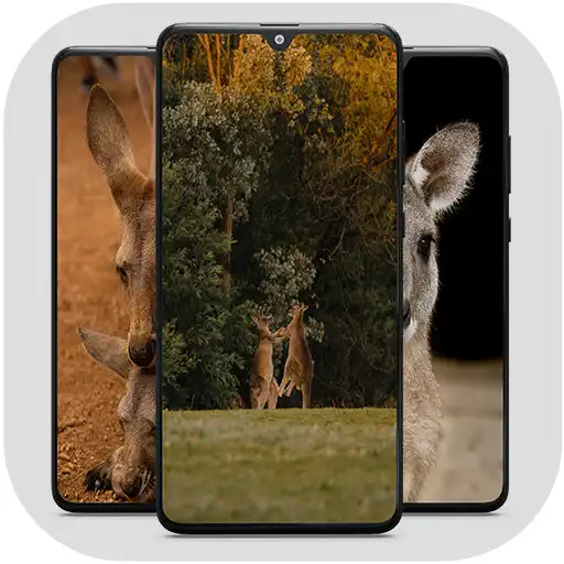 Play Kangaroo HD Wallpaper APK Play Kangaroo HD Wallpaper APK