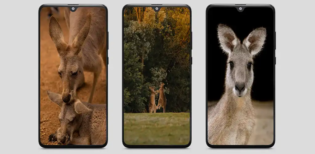 Play Kangaroo HD Wallpaper  and enjoy Kangaroo HD Wallpaper with UptoPlay