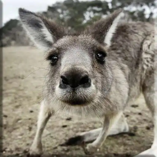 Play Kangaroo Lock Screen APK Play Kangaroo Lock Screen APK