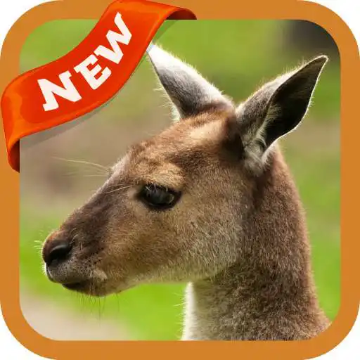 Play Kangaroo Wallpaper APK Play Kangaroo Wallpaper APK
