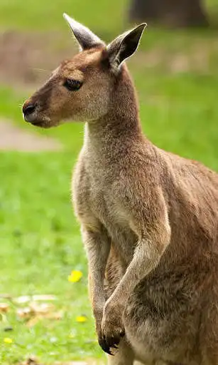 Play Kangaroo Wallpaper  and enjoy Kangaroo Wallpaper with UptoPlay
