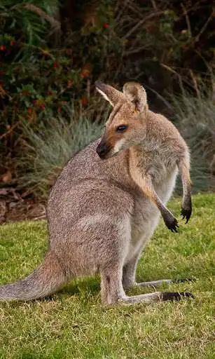 Play Kangaroo Wallpaper as an online game Kangaroo Wallpaper with UptoPlay