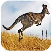Free play online Kangaroo Wallpapers HD APK Free play online Kangaroo Wallpapers HD APK