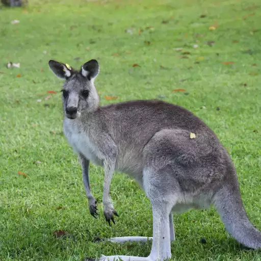 Free play online Kangaroo Wallpapers APK