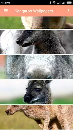 Play Kangaroo Wallpapers Play Kangaroo Wallpapers