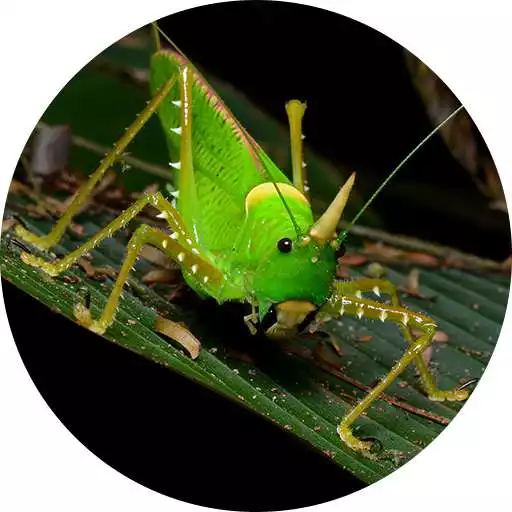 Play Katydid (Animal) sounds APK Play Katydid (Animal) sounds APK