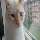 Free play online Katzen Videos Yuki und Calci APK Free play online Katzen Videos Yuki und Calci APK
