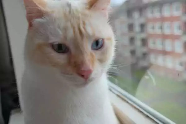 Play Katzen Videos Yuki und Calci