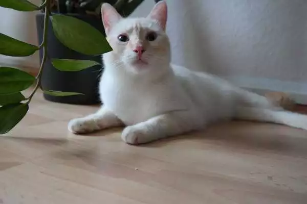 Play Katzen Videos Yuki und Calci