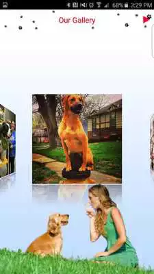 Play KC Elite Dog Training