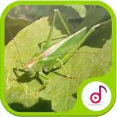 Free play online Kecek Grasshopper Sound Collections APK