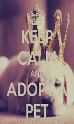 Play Keep calm Love Pet Wallpaper
