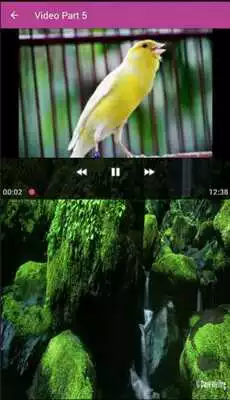 Play Kenari Gacor Ngeplong