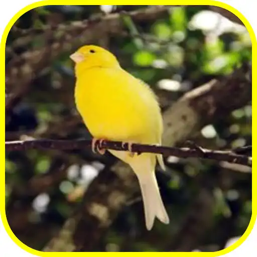Play Kenari Kicau APK