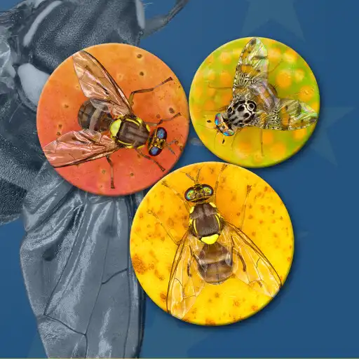 Play Key important fruit flies EU APK
