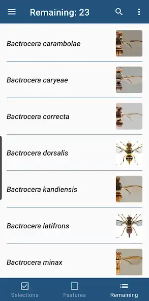 Play Key important fruit flies EU as an online game Key important fruit flies EU with UptoPlay