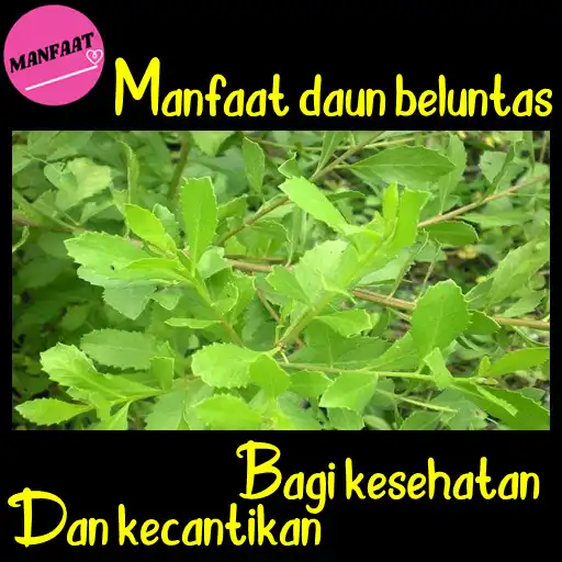 Play Khasiat Daun Beluntas APK Play Khasiat Daun Beluntas APK