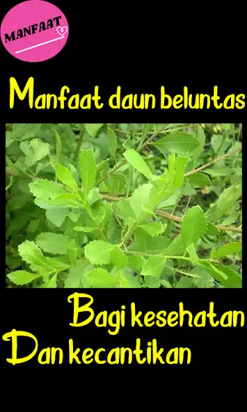 Play Khasiat Daun Beluntas as an online game Khasiat Daun Beluntas with UptoPlay