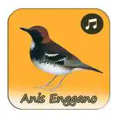 Free play online Kicau Anis Enggano Gacor Juara APK Free play online Kicau Anis Enggano Gacor Juara APK