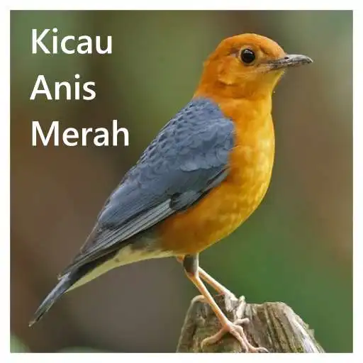 Play Kicau Anis Merah Offline APK Play Kicau Anis Merah Offline APK