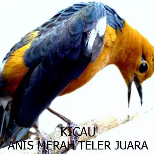 Run free android online Kicau Anis Merah Teler Juara APK Run free android online Kicau Anis Merah Teler Juara APK
