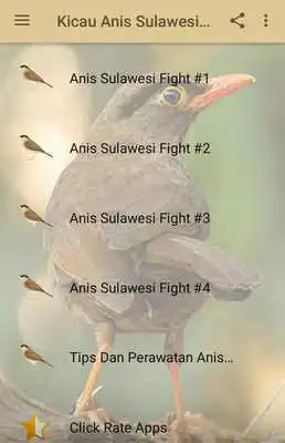 Play Kicau Anis Sulawesi Gacor