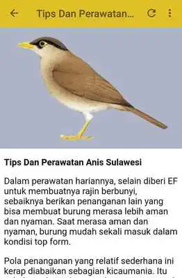 Play Kicau Anis Sulawesi Gacor