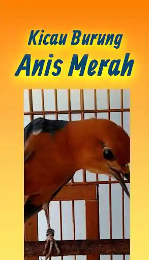Play Kicau Burung Anis Merah Terlengkap Mp3 Offline  and enjoy Kicau Burung Anis Merah Terlengkap Mp3 Offline with UptoPlay