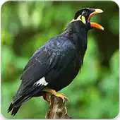 Free play online Kicau Burung Beo Master : Suara Burung Beo Gacor APK Free play online Kicau Burung Beo Master : Suara Burung Beo Gacor APK