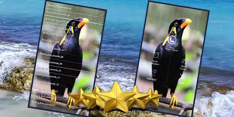 Play Kicau Burung Beo Master : Suara Burung Beo Gacor