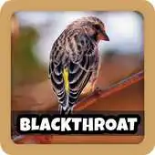 Free play online Kicau Burung Blackthroat Pilihan APK Free play online Kicau Burung Blackthroat Pilihan APK