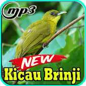 Free play online Kicau Burung Brinji Top Mp3 APK