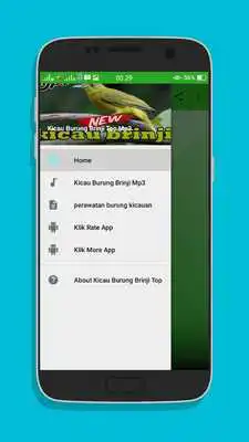 Play Kicau Burung Brinji Top Mp3