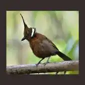 Free play online Kicau Burung Cililin Super APK