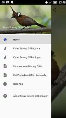 Play Kicau Burung Cililin Super