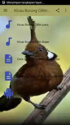 Play Kicau Burung Cililin Super