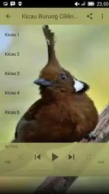 Play Kicau Burung Cililin Super