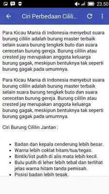 Play Kicau Burung Cililin Super