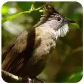 Free play online Kicau Burung Cucak Jenggot APK