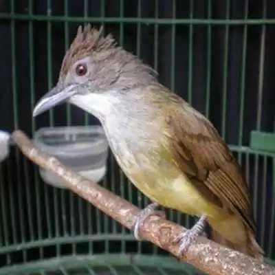 Play Kicau Burung Cucak Jenggot Play Kicau Burung Cucak Jenggot