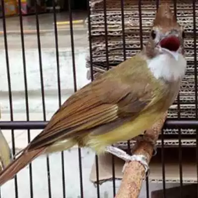 Play Kicau Burung Cucak Jenggot Play Kicau Burung Cucak Jenggot