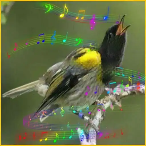 Play Kicau Burung Isian Offline APK Play Kicau Burung Isian Offline APK
