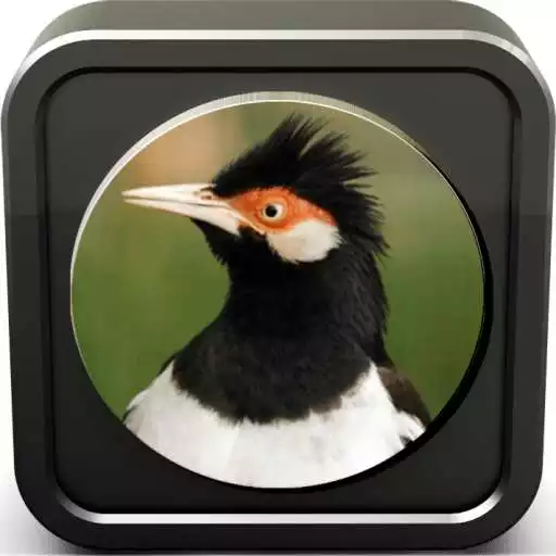 Free play online Kicau Burung Jalak Suren APK Free play online Kicau Burung Jalak Suren APK