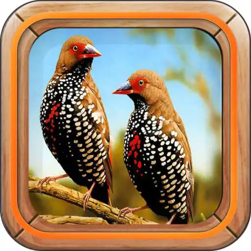 Play Kicau Burung Juara APK